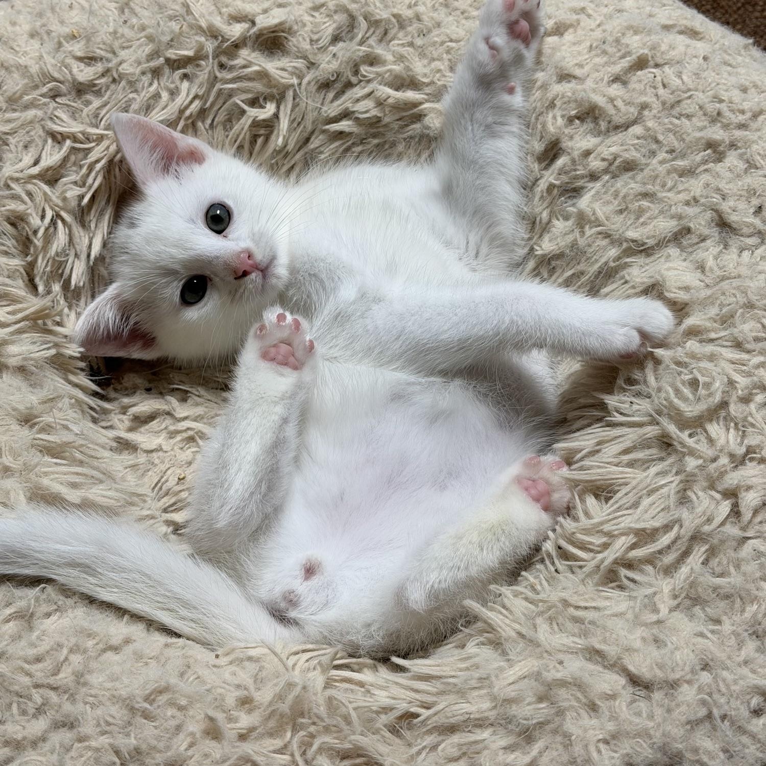 Ibis, adopted, Kitten Male Domestic Short Hair.