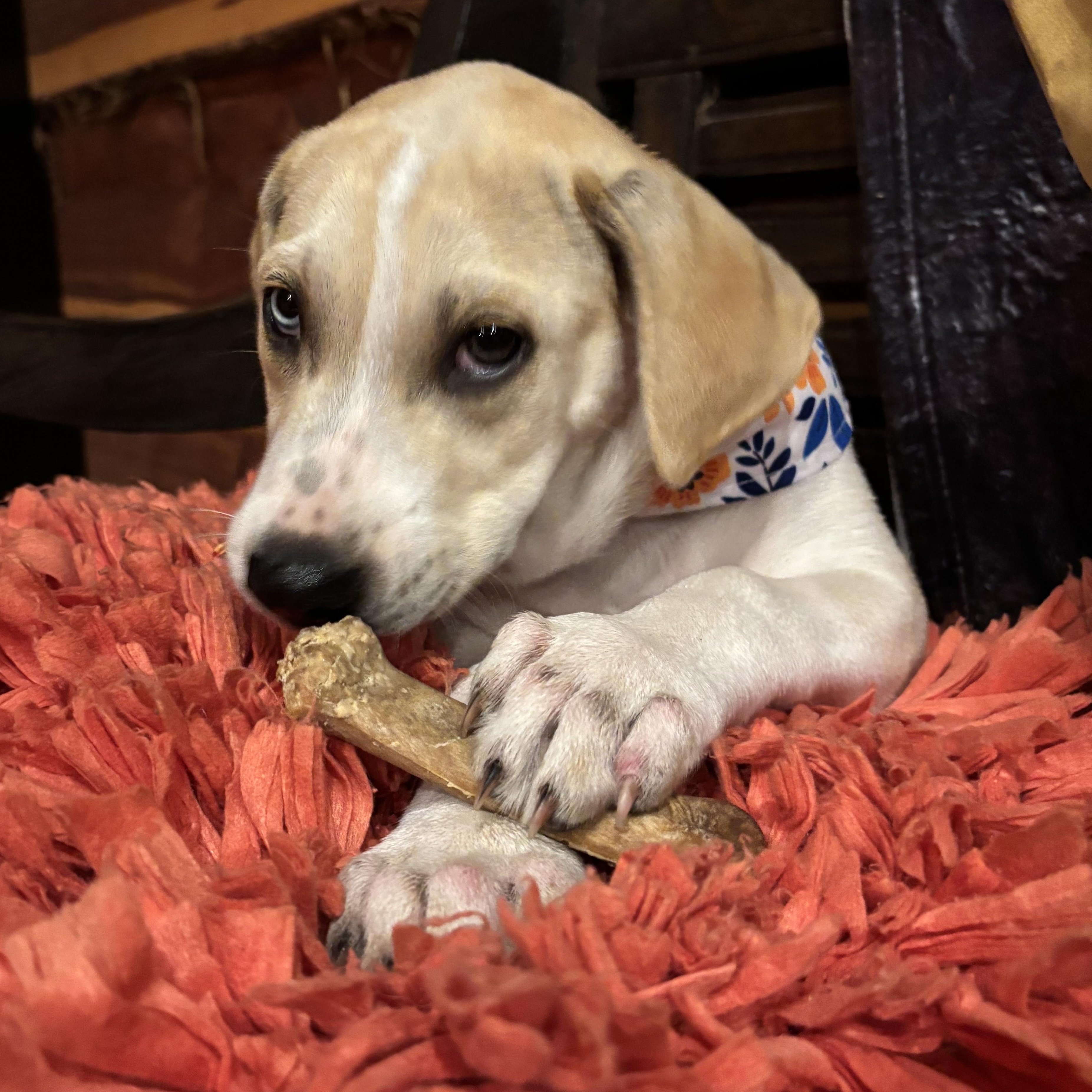 Ro, a Adoptable mixed breed in Portland, ME image 6/6