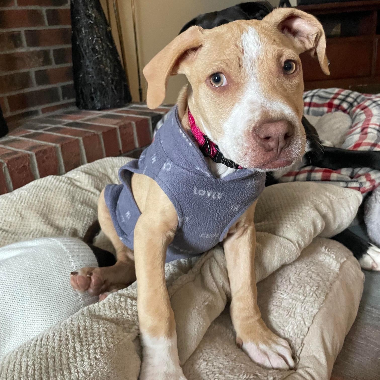 Broccoli, ADOPTABLE, Puppy Male Pit Bull Terrier & Hound.