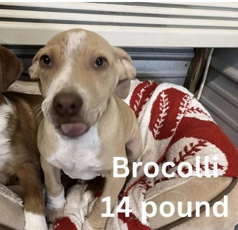 Enlarge Broccoli, a ADOPTABLE mixed breed in Bethlehem, PA image 3/3