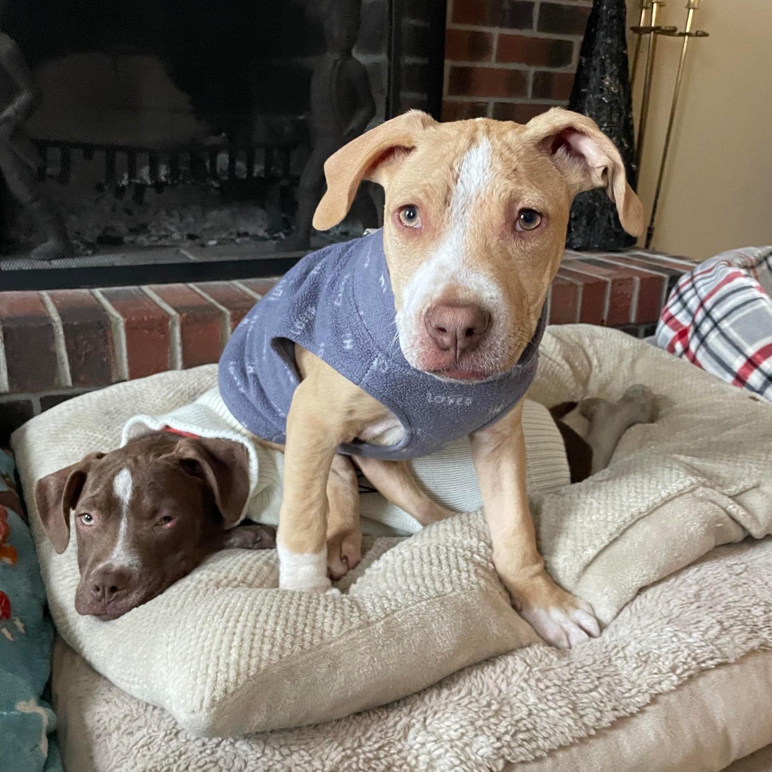 Enlarge Broccoli, a ADOPTABLE mixed breed in Bethlehem, PA image 2/3