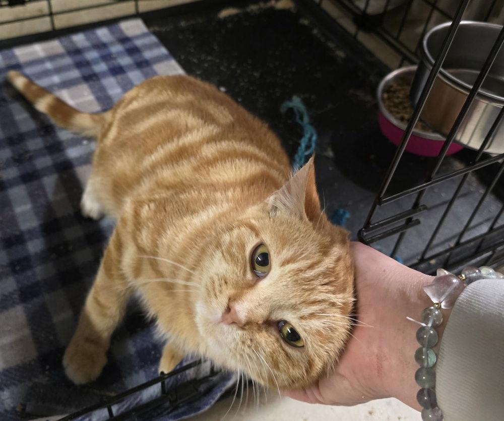 Mandarin, Adoptable, Young Male Domestic Short Hair.