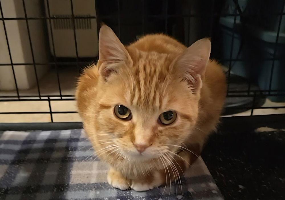 Enlarge Mandarin, a Adoptable Domestic Short Hair in Pittstown, NJ image 2/3