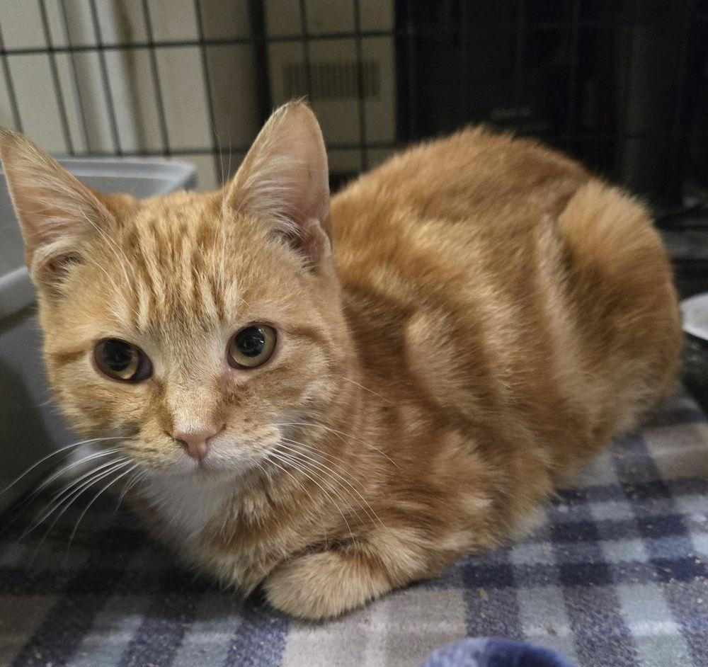 Enlarge Mandarin, a Adoptable Domestic Short Hair in Pittstown, NJ image 3/3