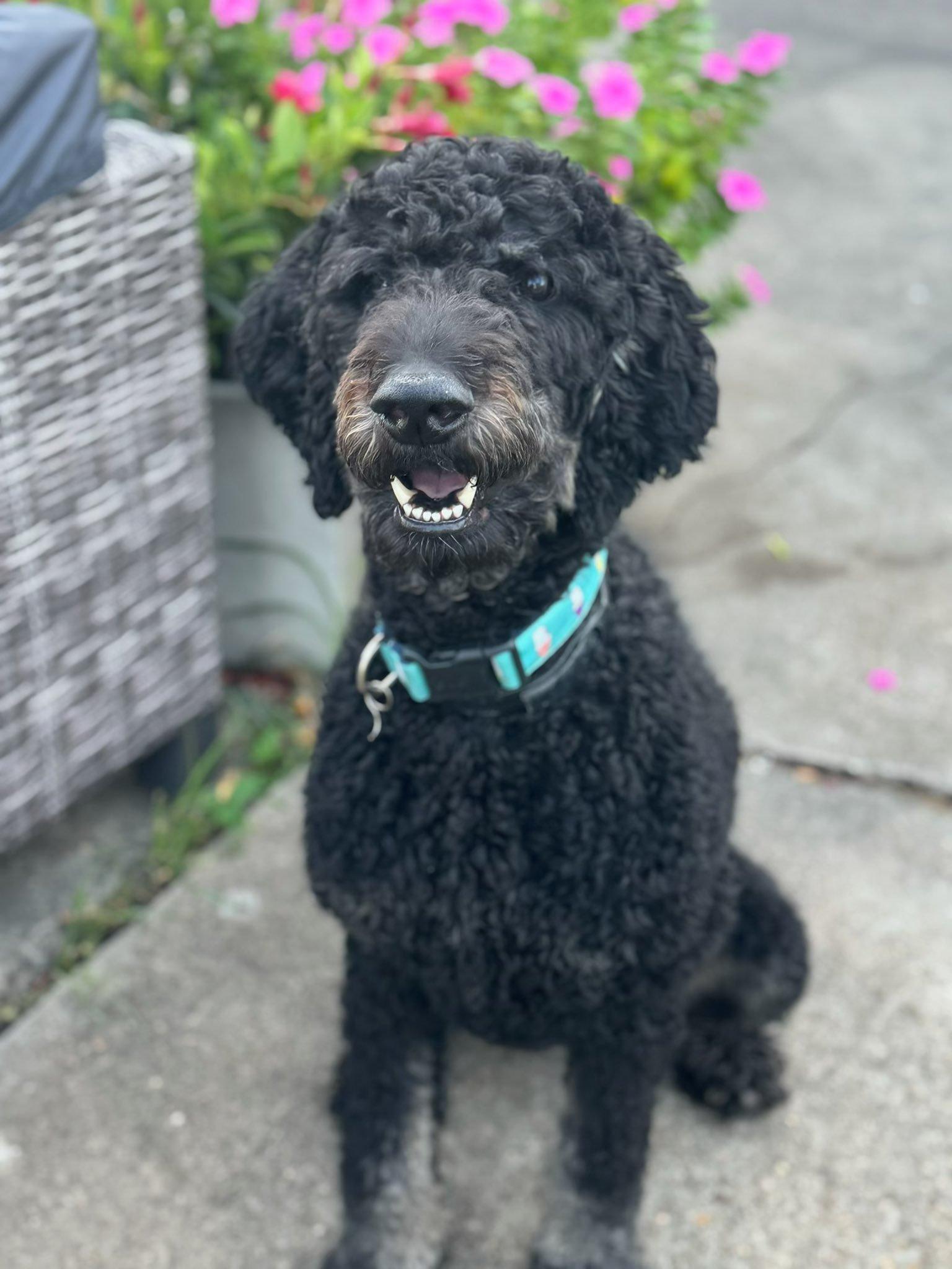 Enlarge Scout, a Adoptable Standard Poodle in Gonzales, LA image 1/1
