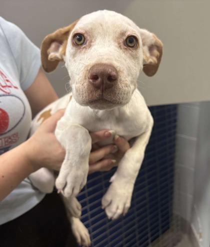 Daisy, Adoptable, Young Female German Shorthaired Pointer & Mixed Breed.