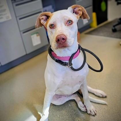 Daisy, Adoptable, Young Female German Shorthaired Pointer & Mixed Breed.