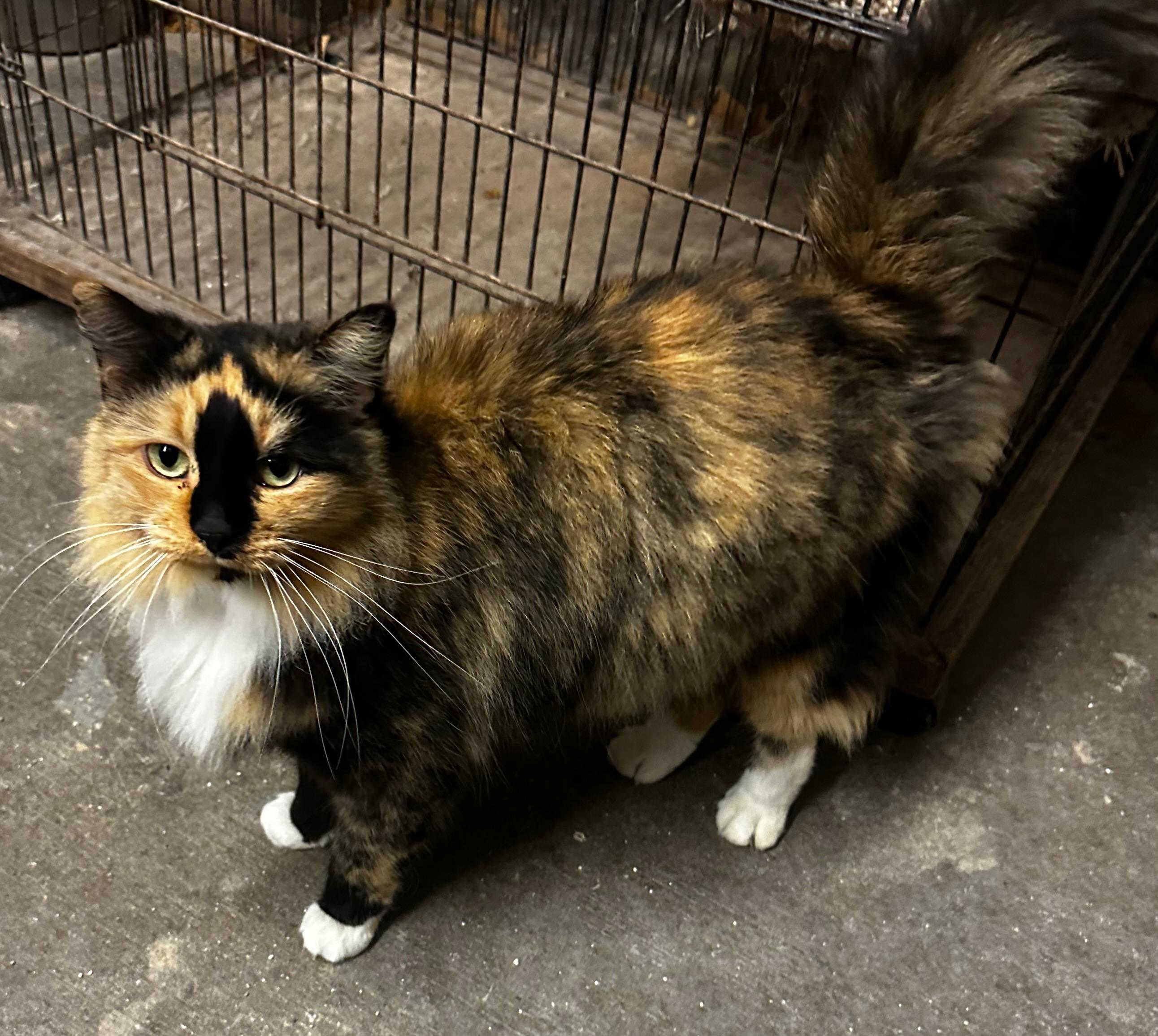 Enlarge Callie, a Adopted Calico in Middleburg, FL image 1/1