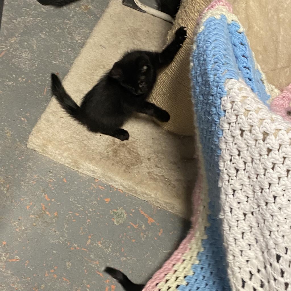 Chicory, a Adoptable Domestic Short Hair in New Orleans, LA image 2/3