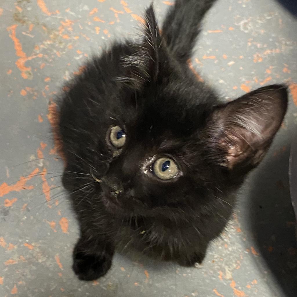 Chicory, a Adoptable Domestic Short Hair in New Orleans, LA image 3/3