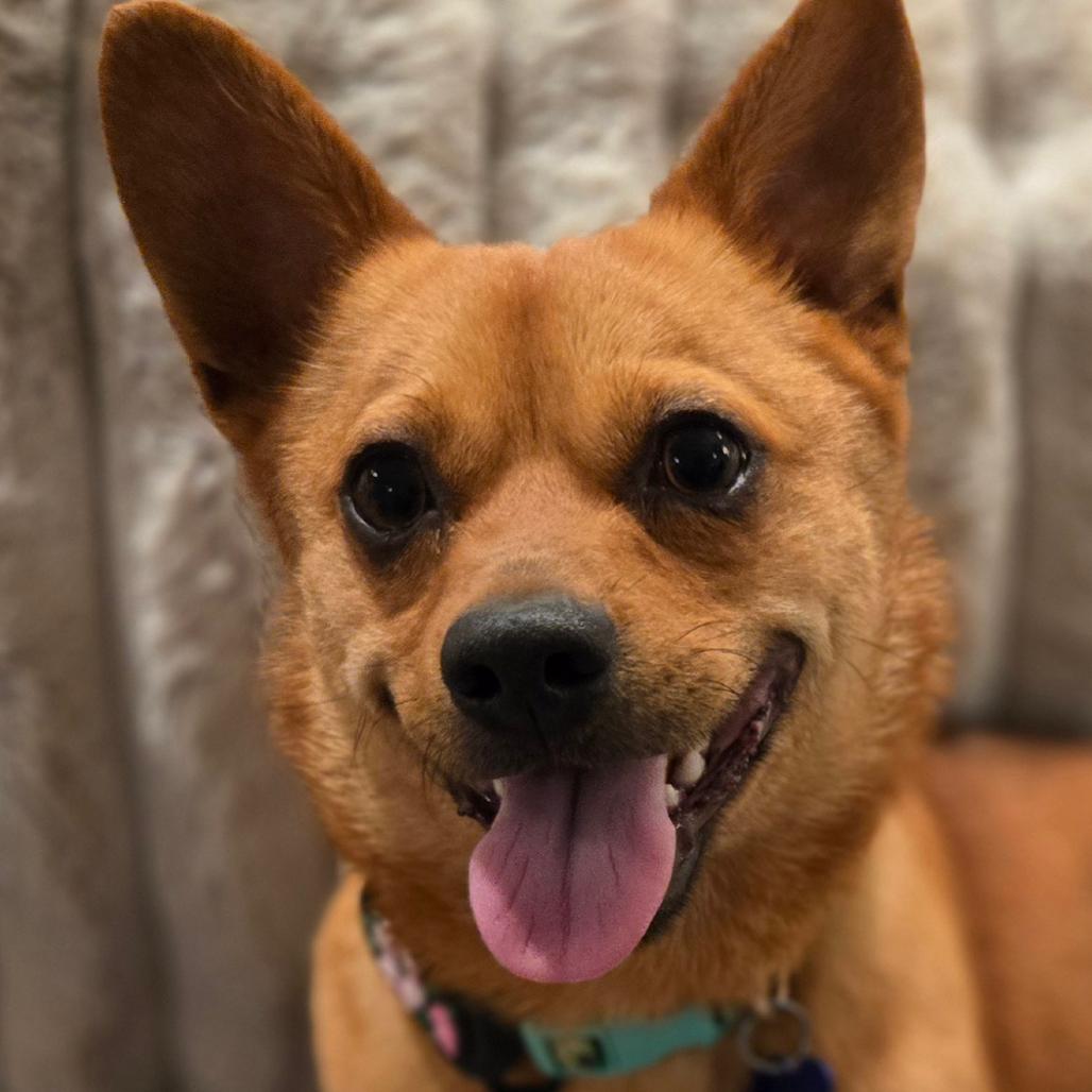 Paco, Adoptable, Adult Male Chihuahua.