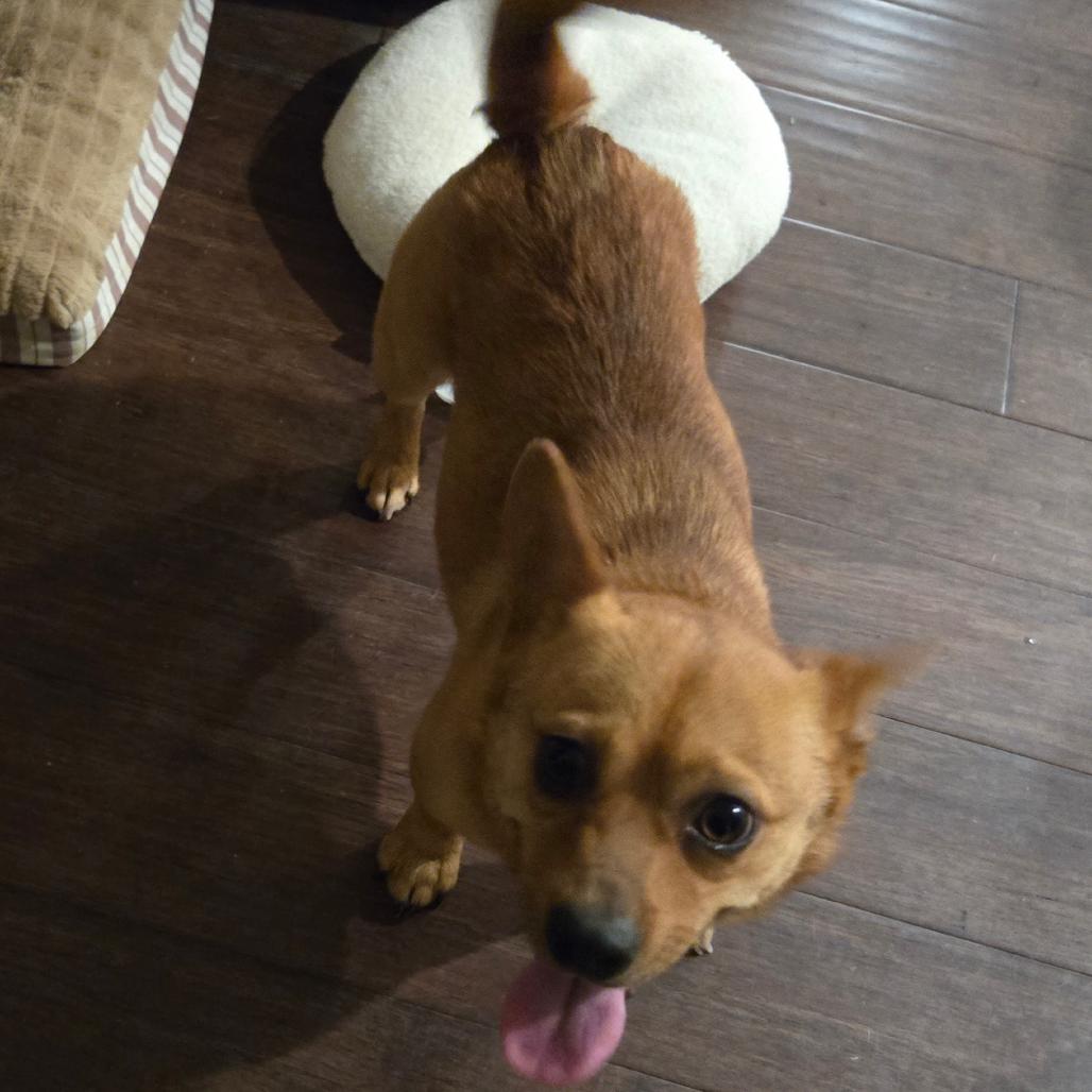 Enlarge Paco, a Adoptable Chihuahua in Bessemer, AL image 2/6