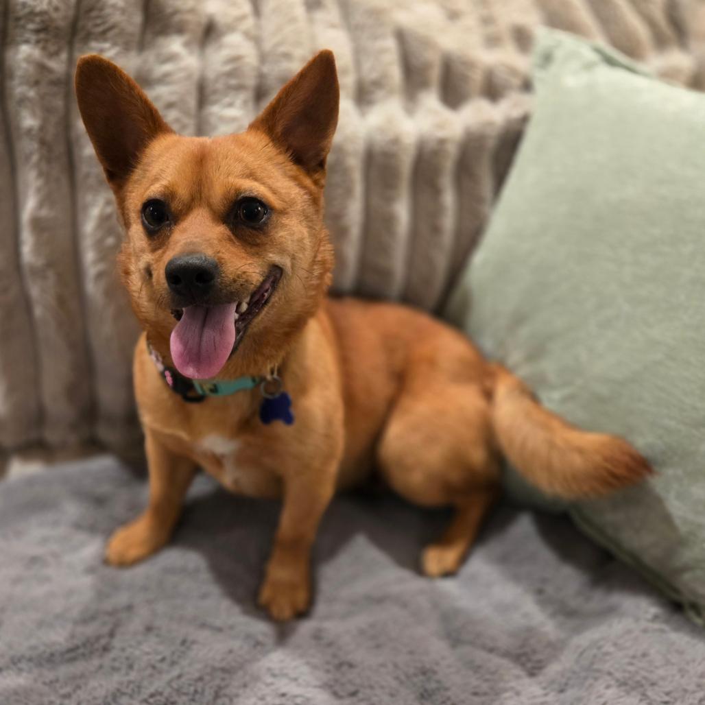 Enlarge Paco, a Adoptable Chihuahua in Bessemer, AL image 3/6