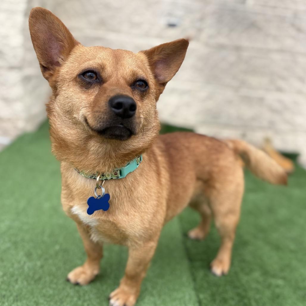 Enlarge Paco, a Adoptable Chihuahua in Bessemer, AL image 4/6