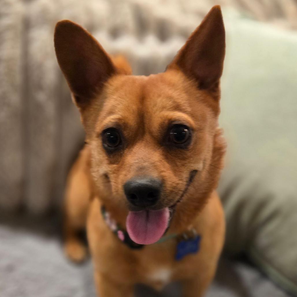 Enlarge Paco, a Adoptable Chihuahua in Bessemer, AL image 5/6