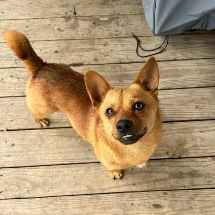 Enlarge Paco, a Adoptable Chihuahua in Bessemer, AL image 6/6