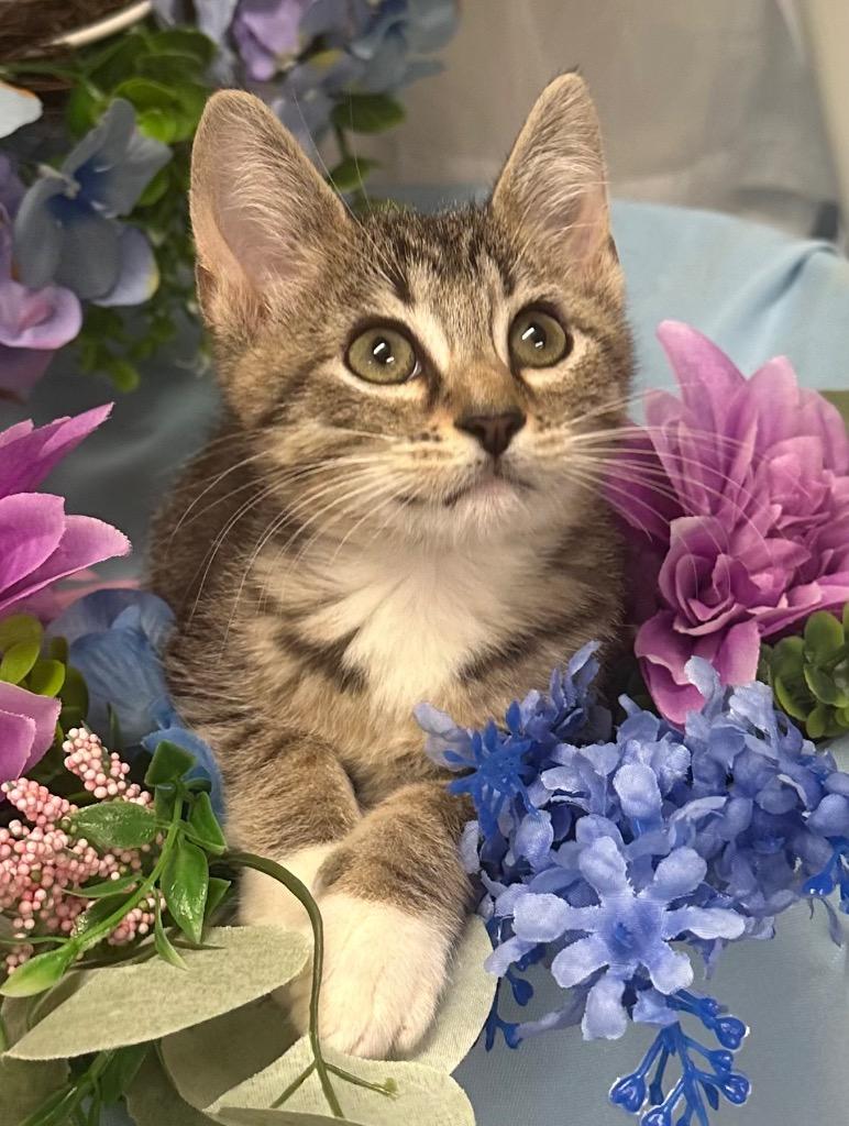 Enlarge 4/16/25 - Rose, a Adopted mixed breed in Stillwater, OK image 1/1