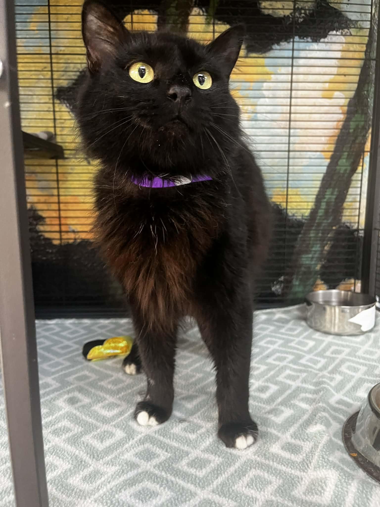 Renezmae , ADOPTABLE, Adult Female Domestic Medium Hair.