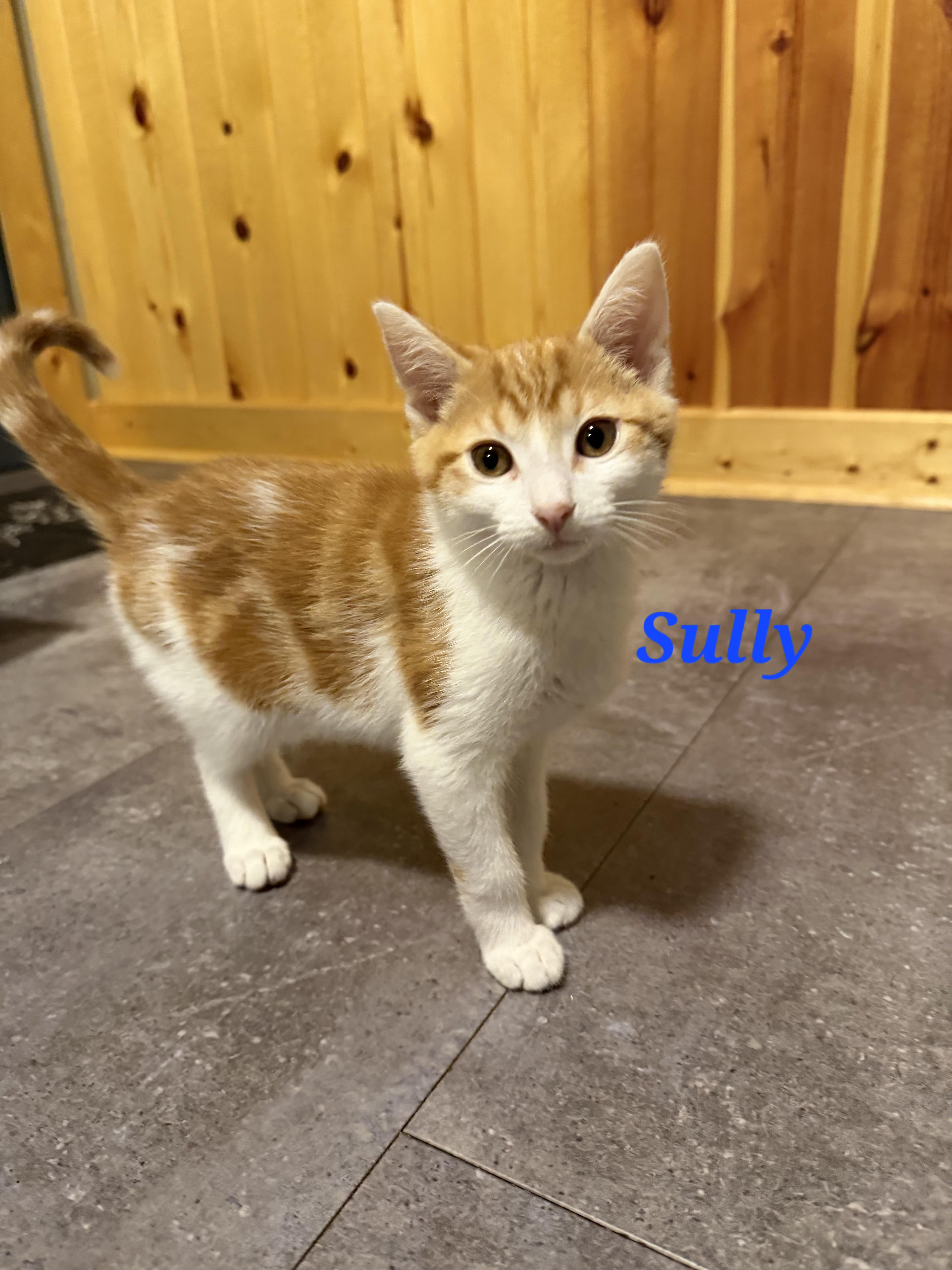 Sully, Adopted, Kitten Male Domestic Short Hair.