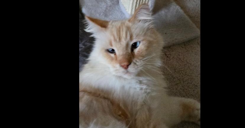 Big Toby thumbnail 2