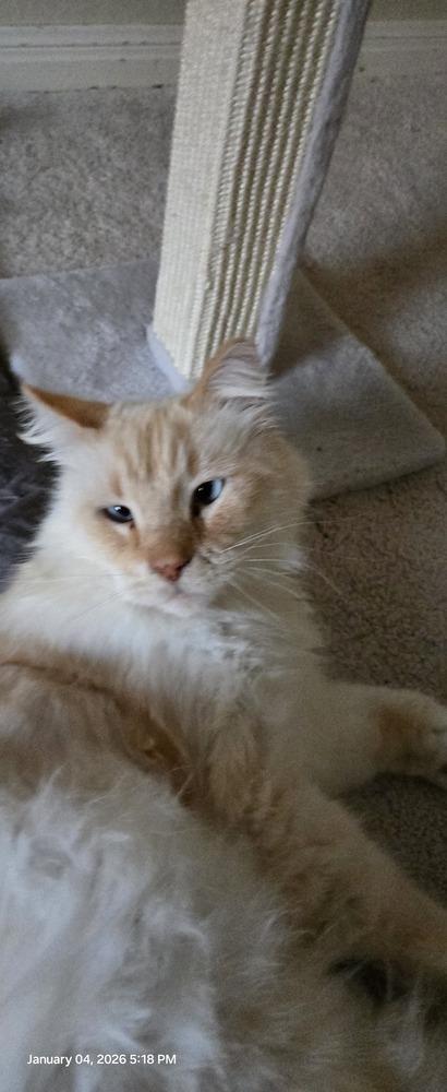 Big Toby thumbnail 3