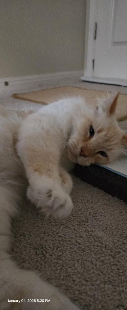 Enlarge Big Toby, a Adoptable mixed breed in Austin, TX image 4/4