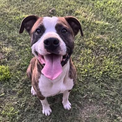 Frenchie, Adoptable, Adult Male American Staffordshire Terrier & Mixed Breed.