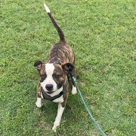 Frenchie, a Adoptable mixed breed image 2/4