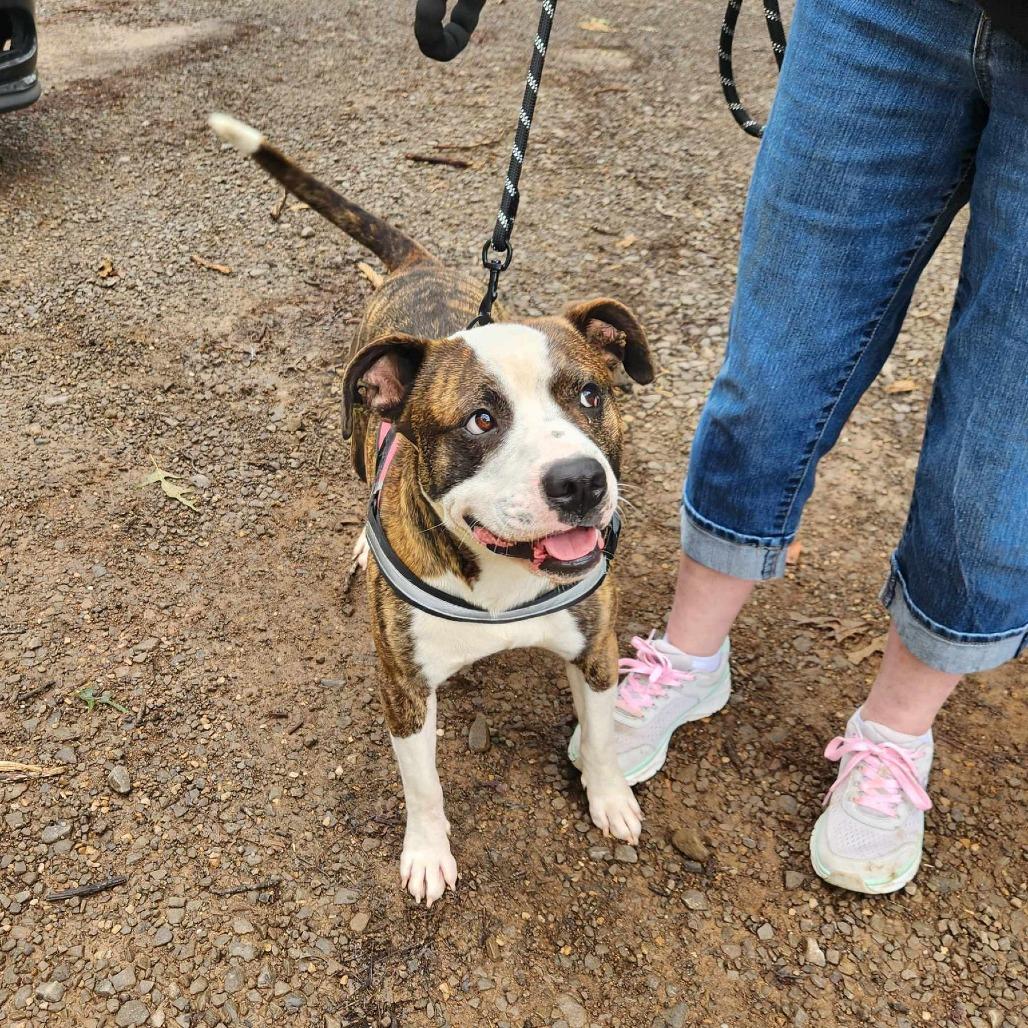 Frenchie, a Adoptable mixed breed image 3/4
