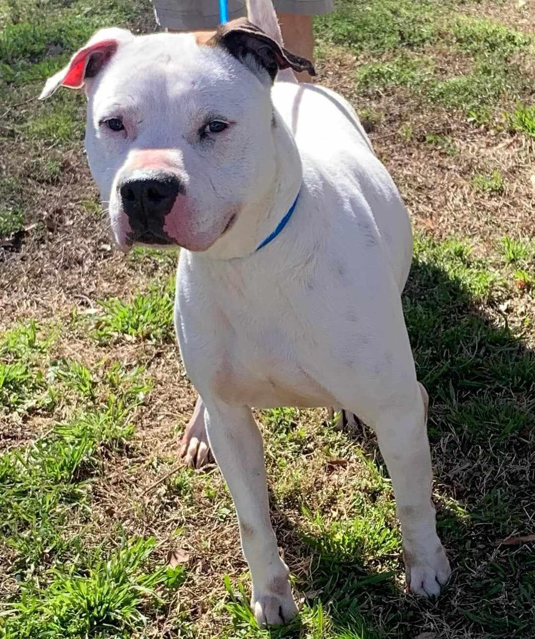 Tommy, an adopted American Bulldog in Philadelphia, PA image 3/6