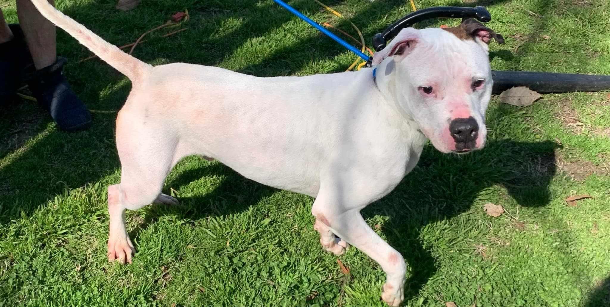 Tommy, an adopted American Bulldog in Philadelphia, PA image 5/6