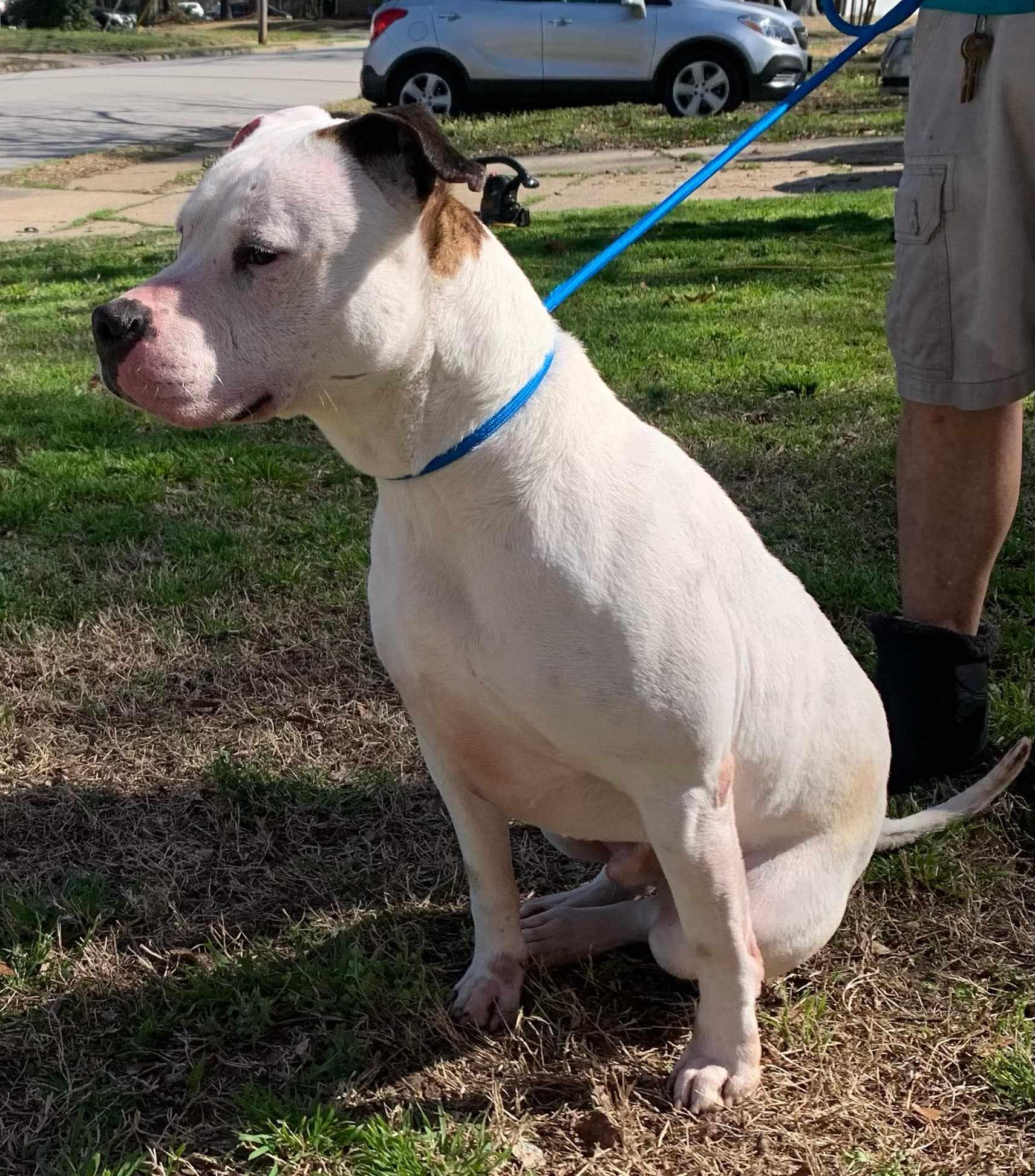 Tommy, an adopted American Bulldog in Philadelphia, PA image 6/6
