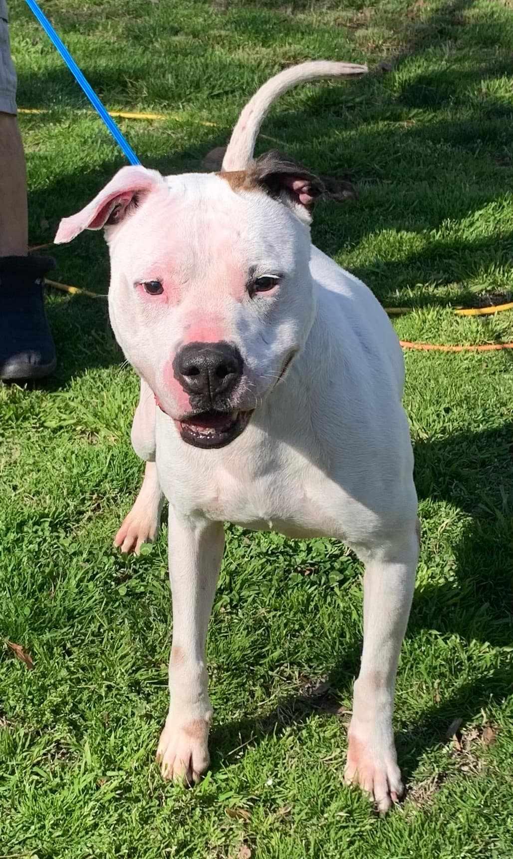 Tommy, an adopted American Bulldog in Philadelphia, PA image 4/6