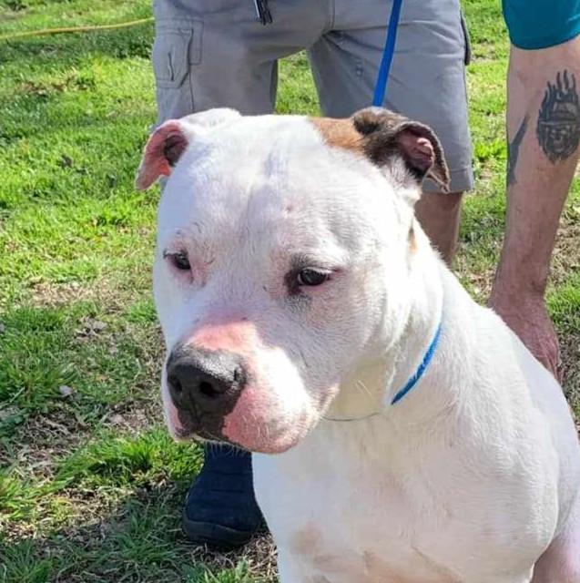 Tommy, adopted, Adult Male American Bulldog.