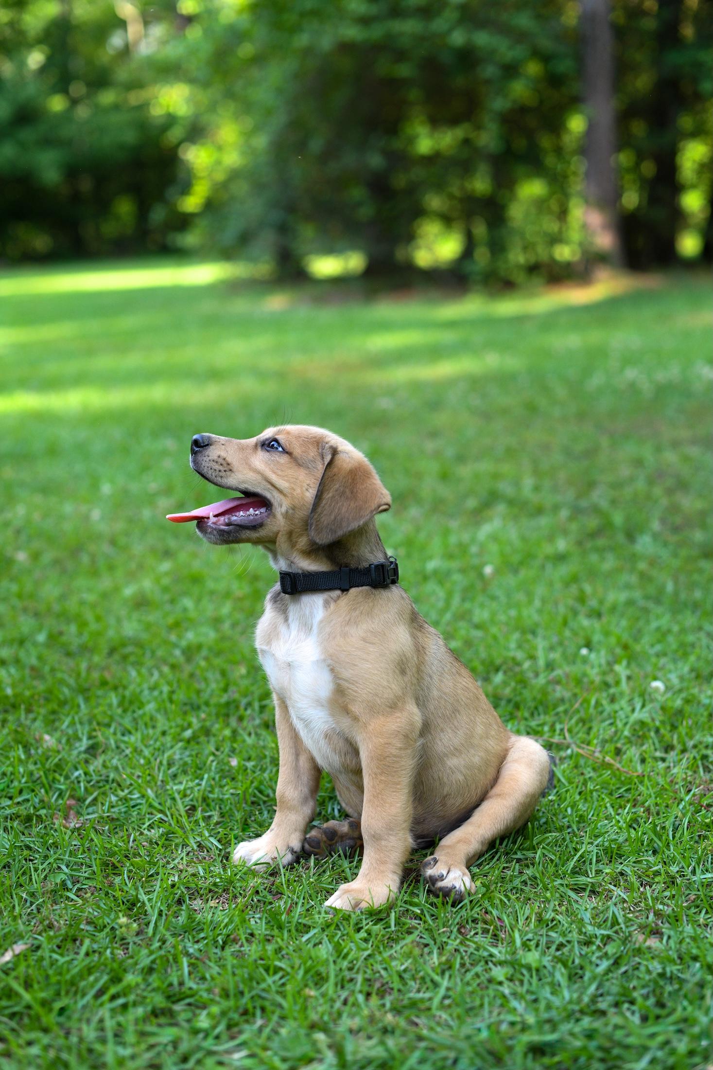 Enlarge Fergus, an adoptable mixed breed in Argyle, NY image 4/6