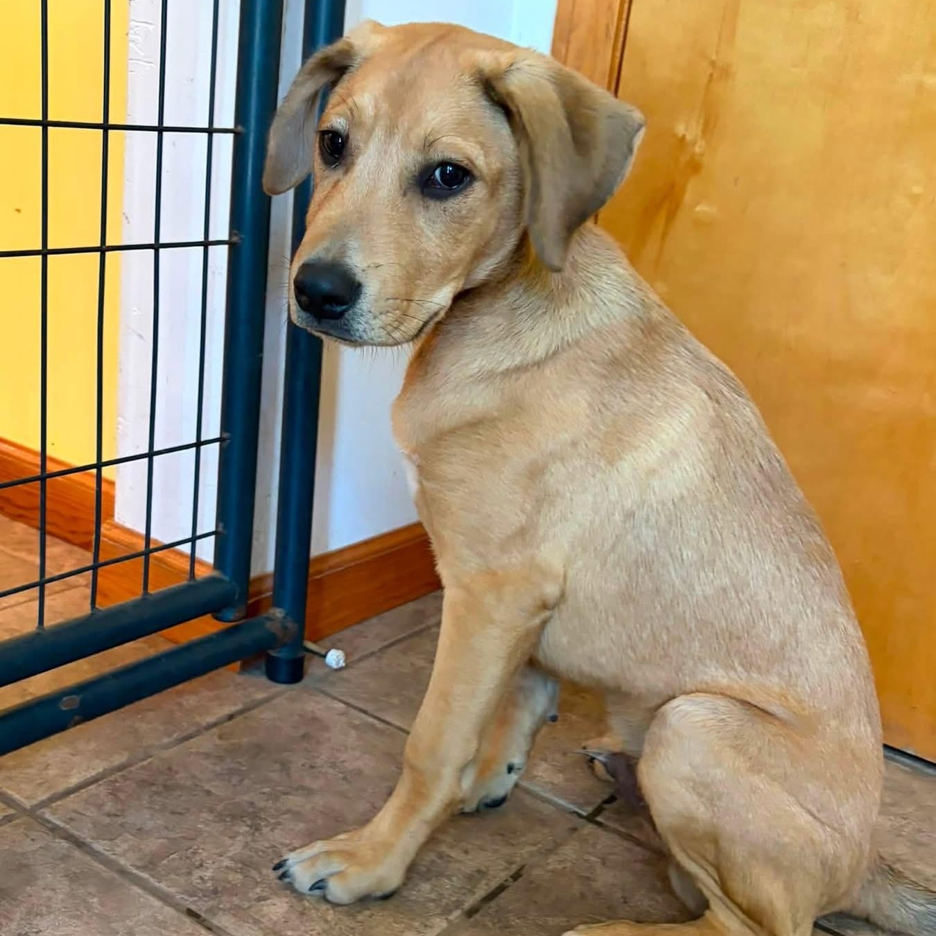 Fergus, adoptable, Puppy Male Labrador Retriever.