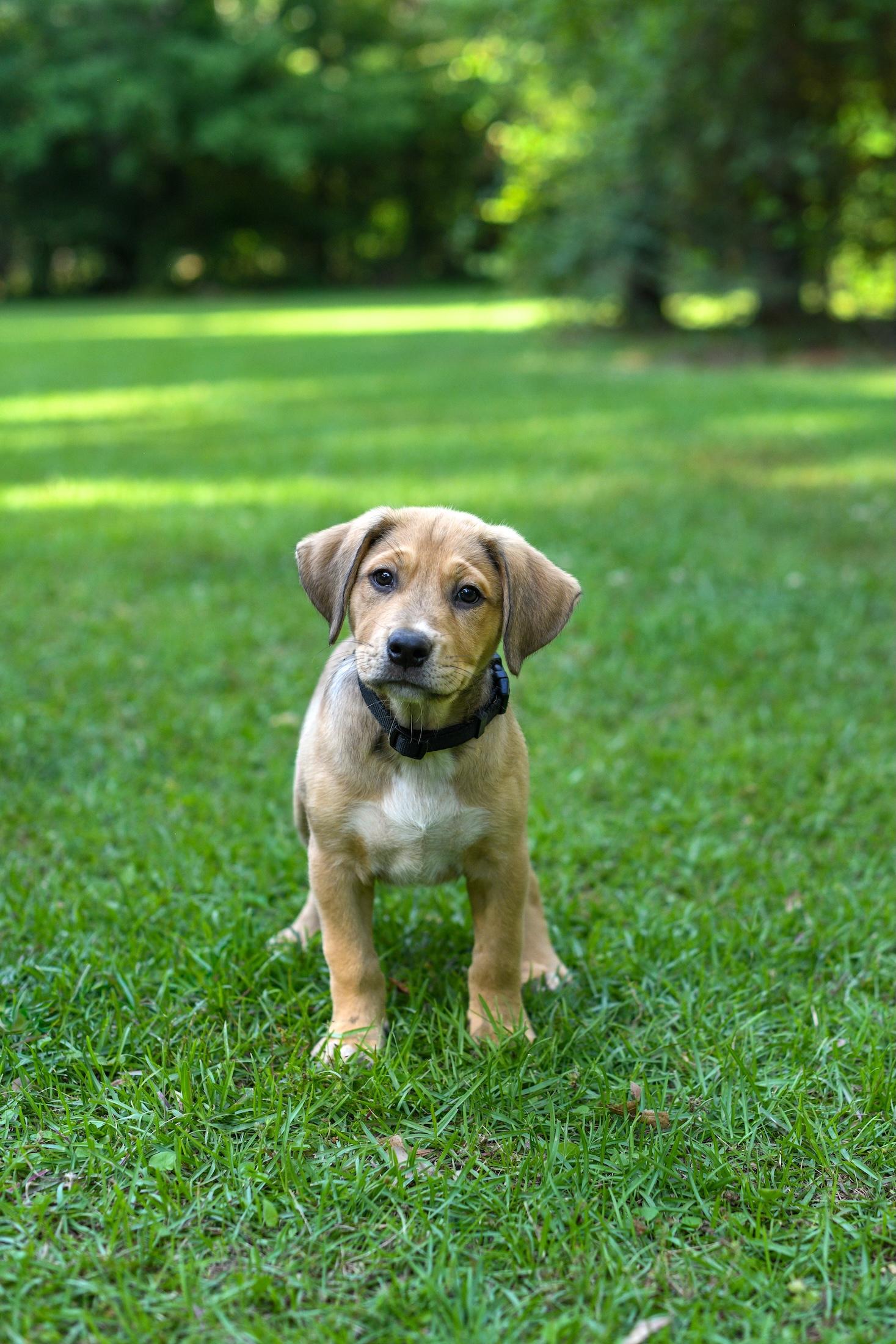 Enlarge Fergus, an adoptable mixed breed in Argyle, NY image 3/6