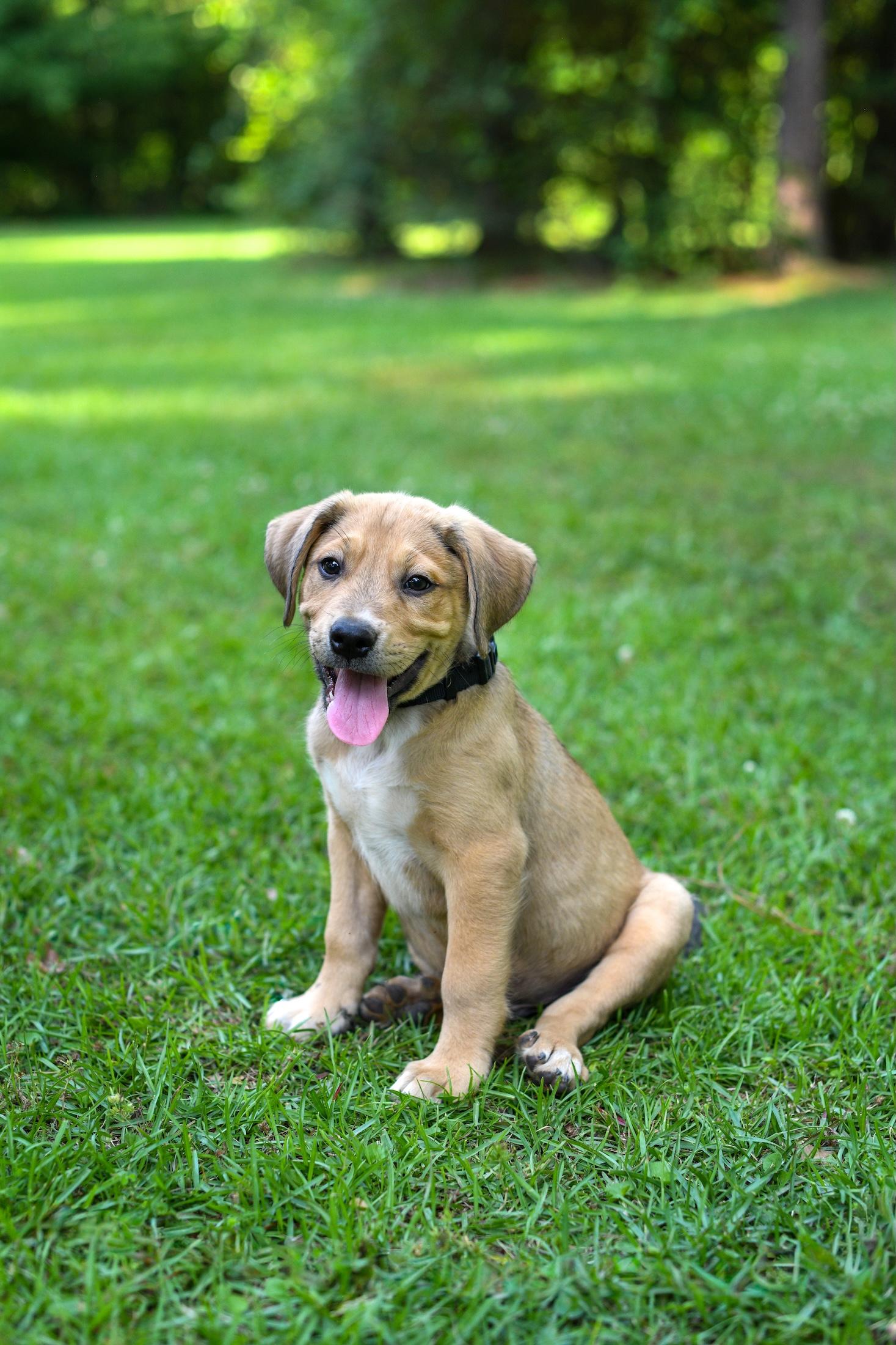 Enlarge Fergus, an adoptable mixed breed in Argyle, NY image 5/6