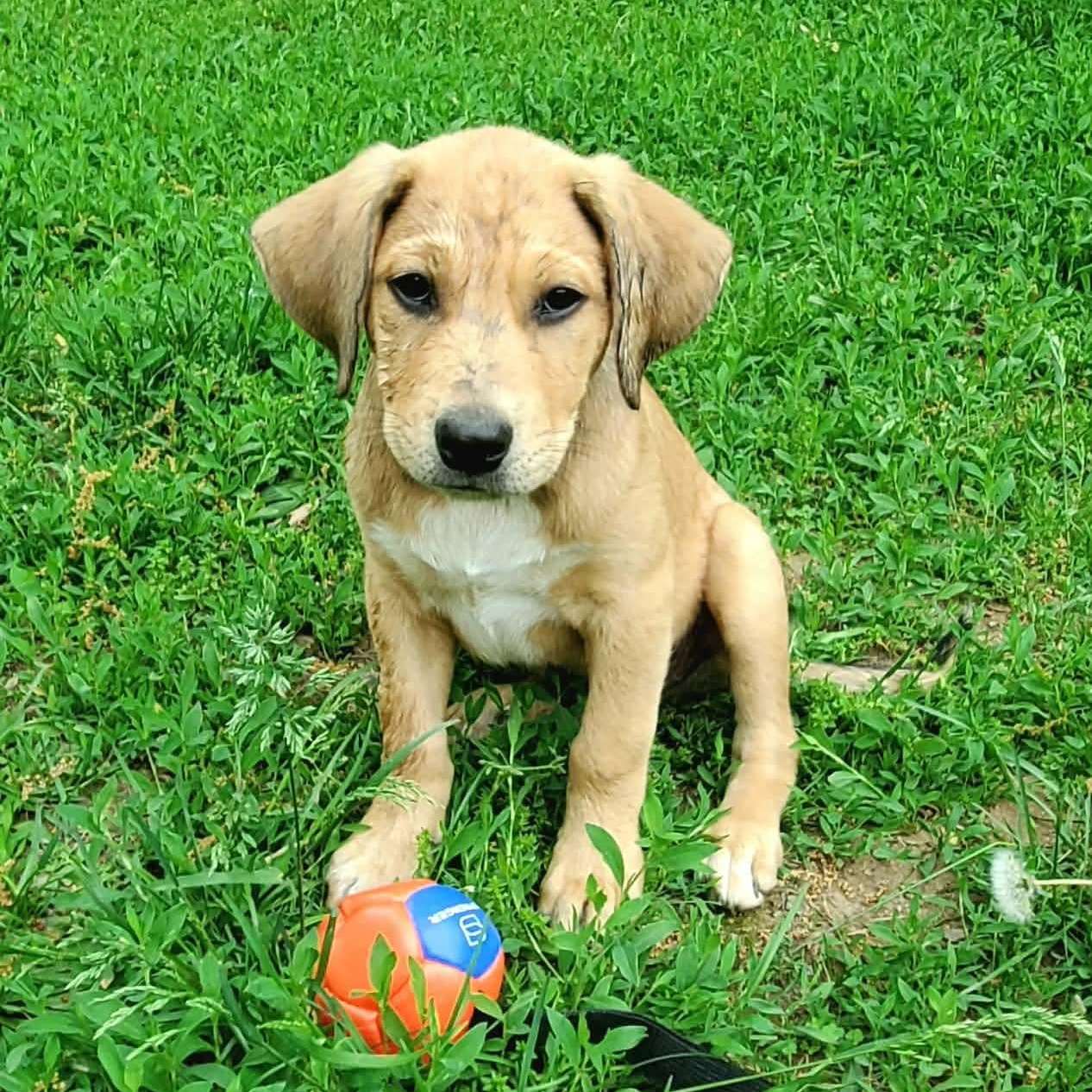 Enlarge Fergus, an adoptable mixed breed in Argyle, NY image 2/6