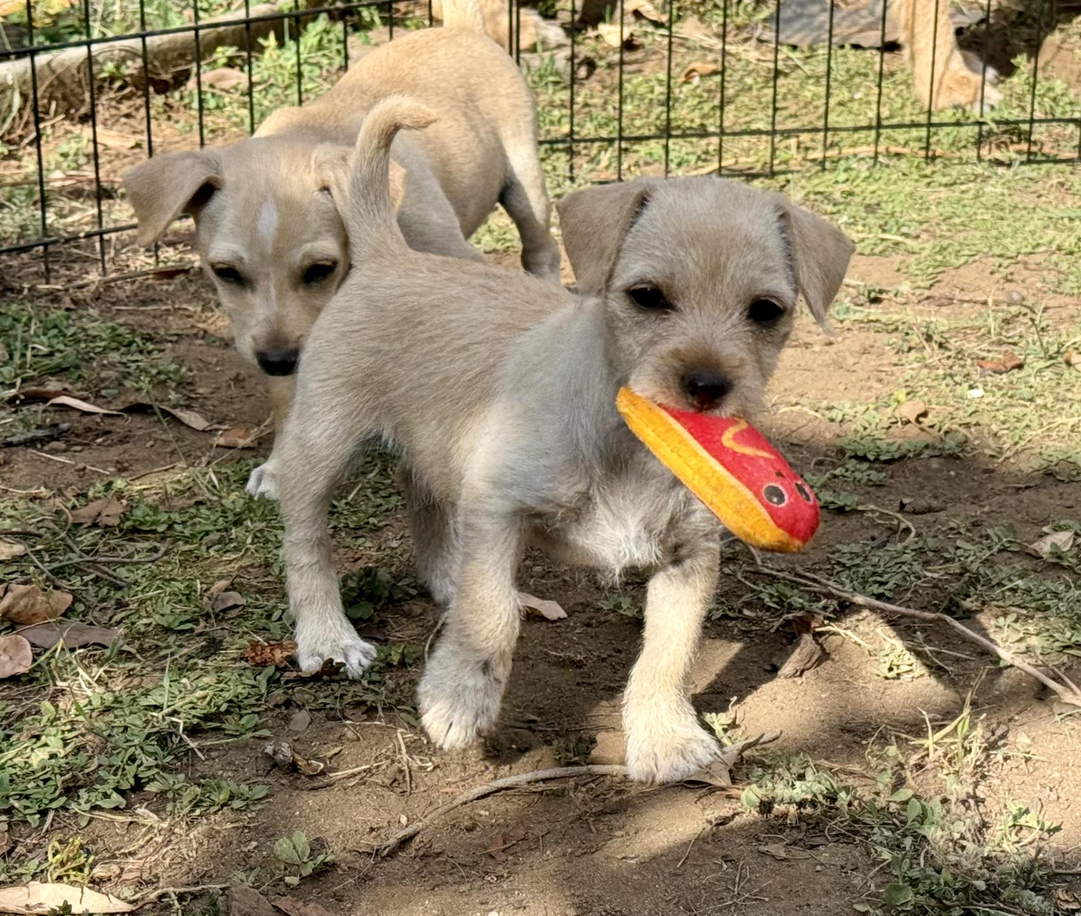 Sunny (Sunshine Day Litter), Adoptable, Puppy Female Terrier.