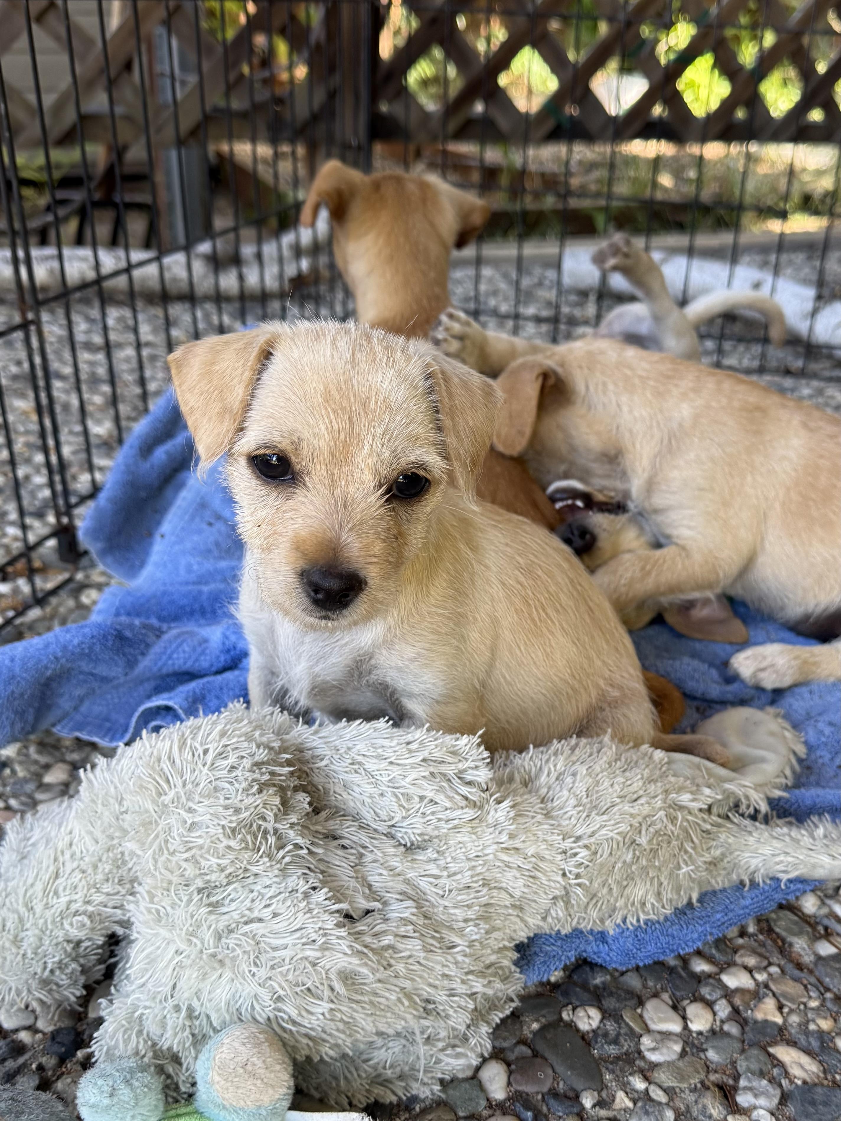 Sunny (Sunshine Day Litter), a Adoptable mixed breed in Redwood City, CA image 2/3