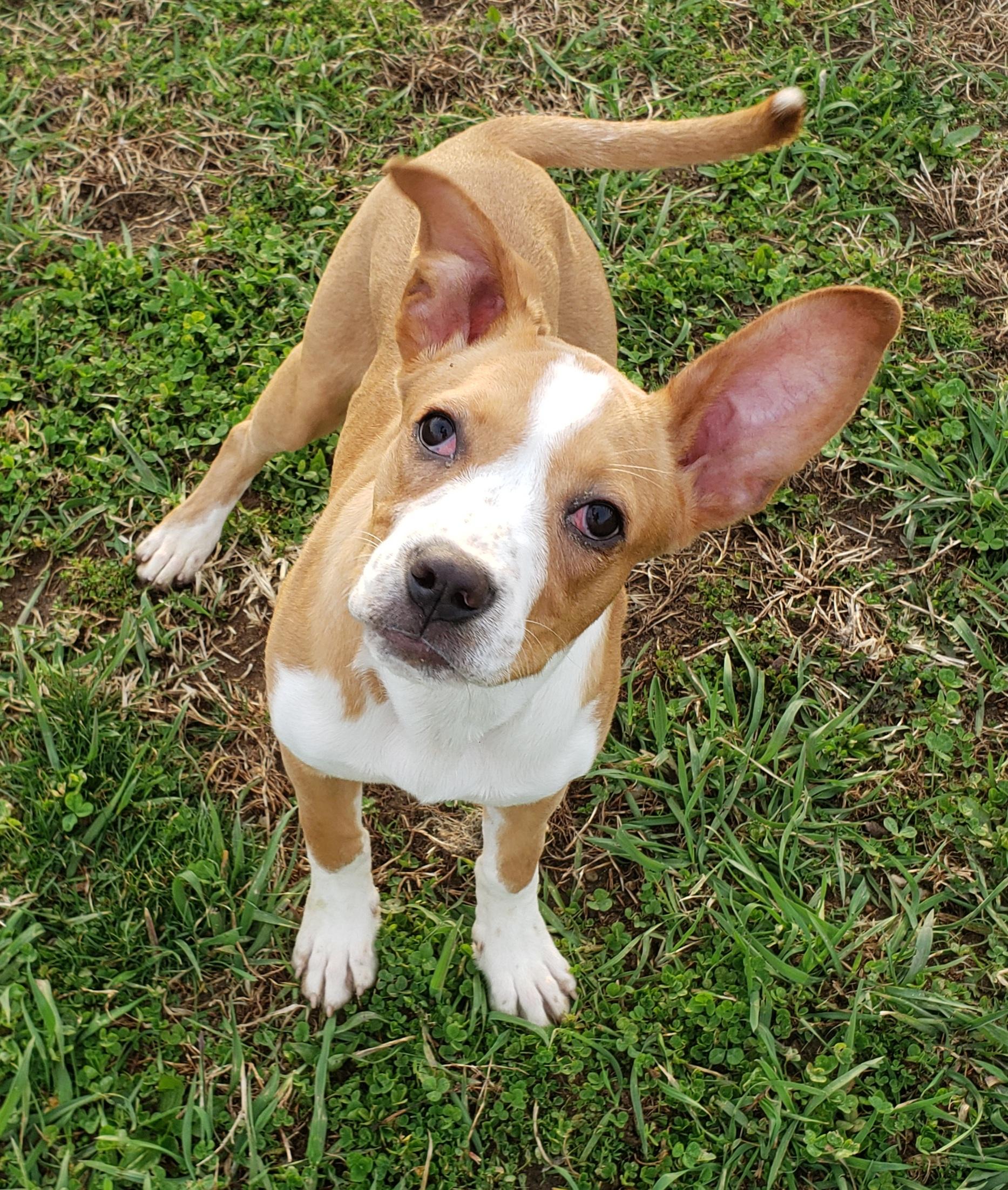 Ellie, ADOPTABLE, Puppy Female Pit Bull Terrier & Yellow Labrador Retriever.