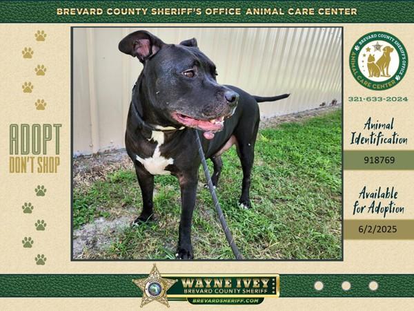 Jake, Adoptable, Senior Male Mixed Breed.