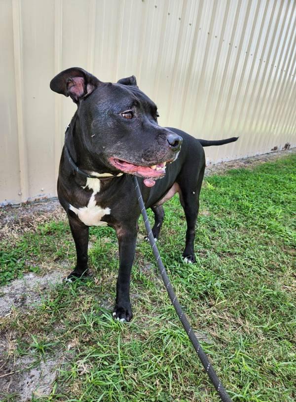 Enlarge Jake, a Adoptable mixed breed image 2/4