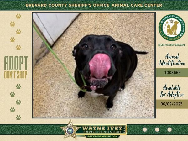 Enlarge Jake, a Adoptable mixed breed image 4/4