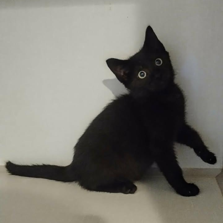 Posie, adopted, Kitten Male Domestic Short Hair.