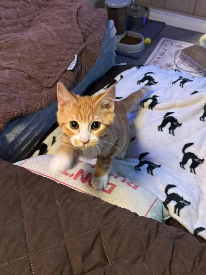 Enlarge Jacques, a Adoptable Domestic Short Hair in Davison, MI image 3/5