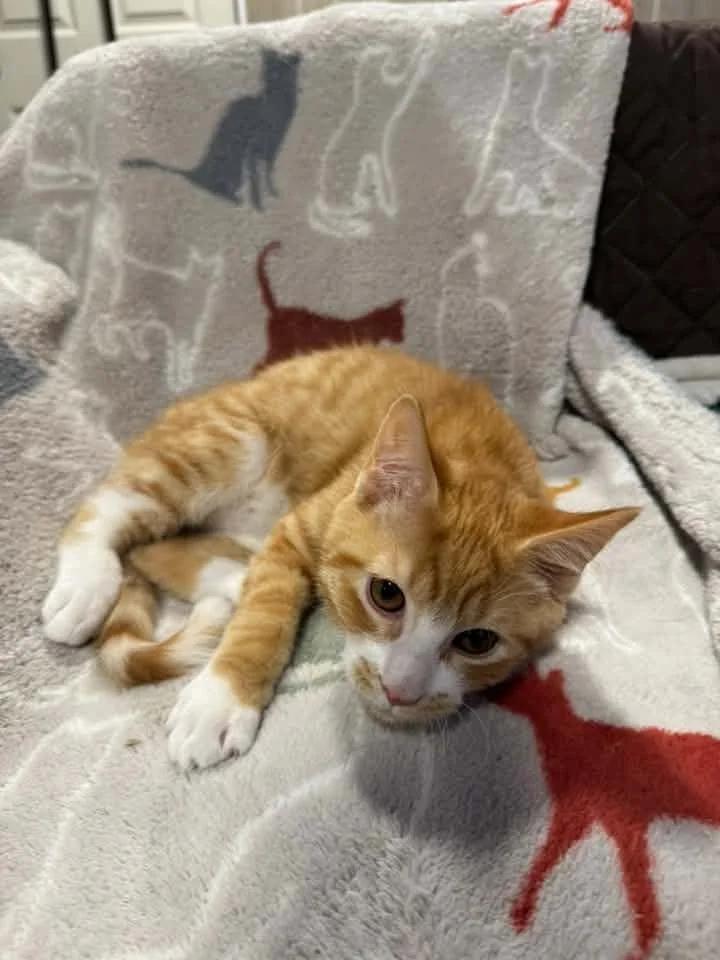 Enlarge Jacques, a Adoptable Domestic Short Hair in Davison, MI image 4/5