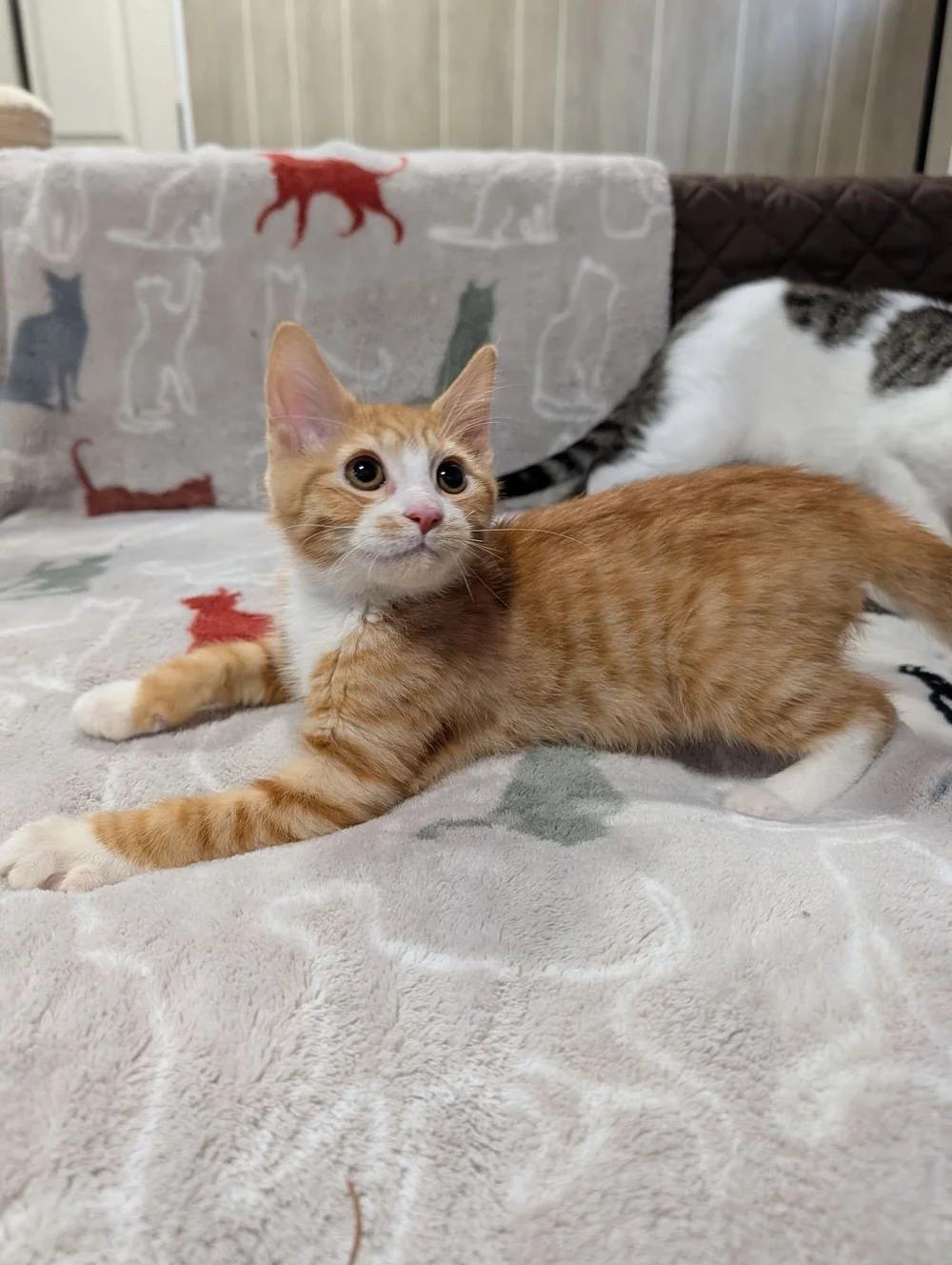 Enlarge Jacques, a Adoptable Domestic Short Hair in Davison, MI image 1/5