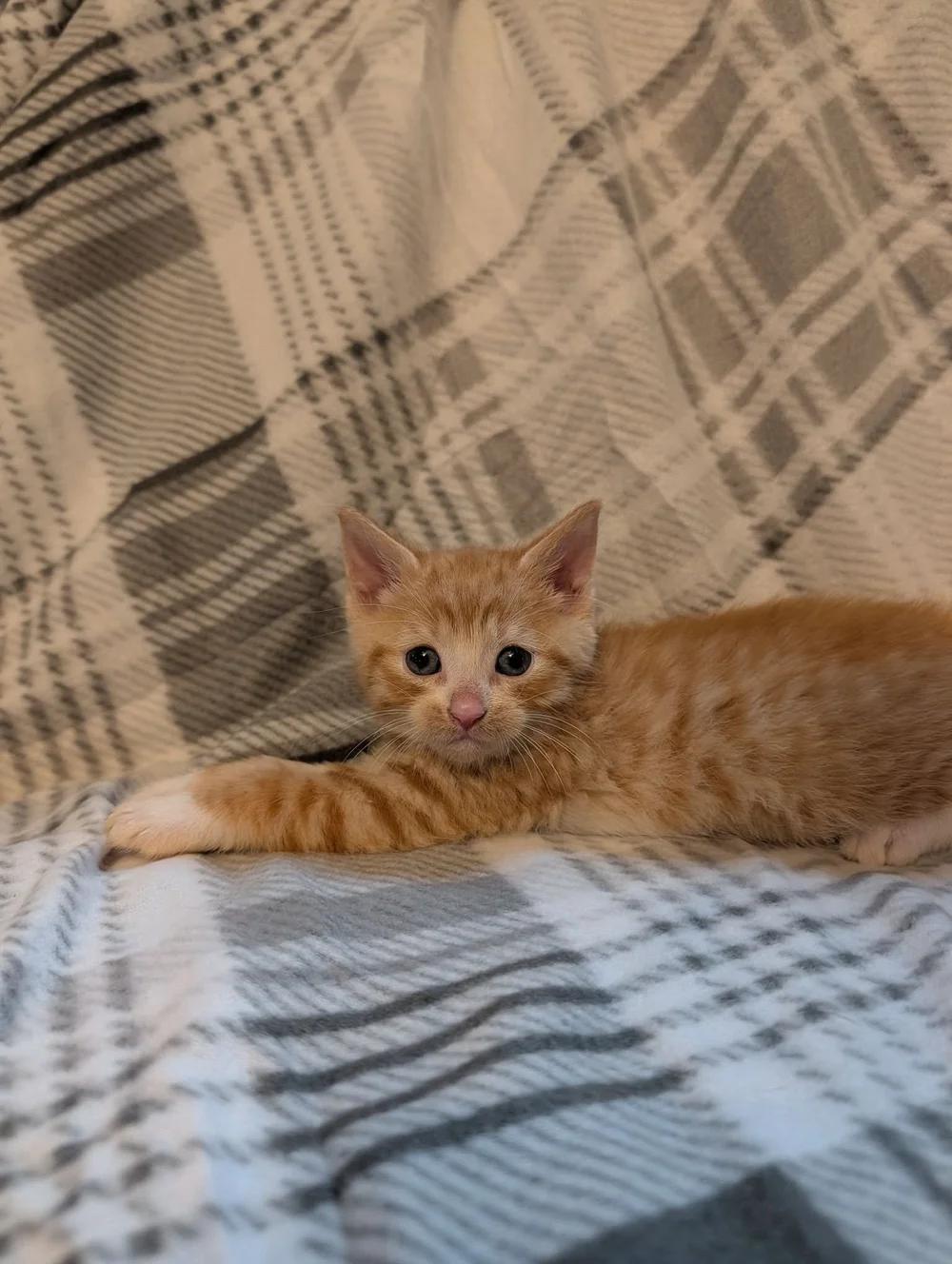 Enlarge Jacques, a ADOPTABLE Domestic Short Hair in Davison, MI image 1/1